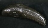 Fossil Sperm Whale Tooth #10085-1